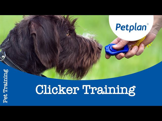 Dog clicker: Pet clicker & Dog training clickers - Training clickers for  dogs – PetSpy