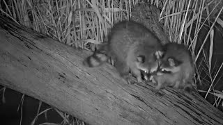 Mississippi River Flyway. Two Raccoons - explore.org 09-23-2023