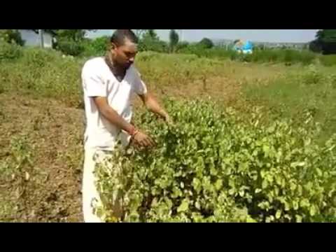 పాము కాటు కు చెట్ల మందు షేర్ చెయ్యడండి.......ఇతరులుబ కూడ 2017 king cobra snake medicine