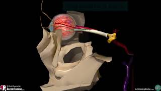 Eyeball   Blood Supply High