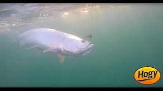 How To Use Swimbaits For Tarpon Fishing