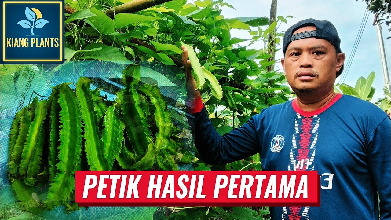 PERKEMBANGAN KACANG BOTOL,DARI 3 MINGGU HINGGA BUAH PERTAMA DI PETIK.