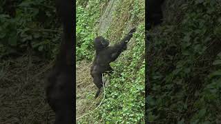 金剛猩猩Gorilla/Taipei Zoo