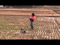 goshawk　Crow Hunting 2