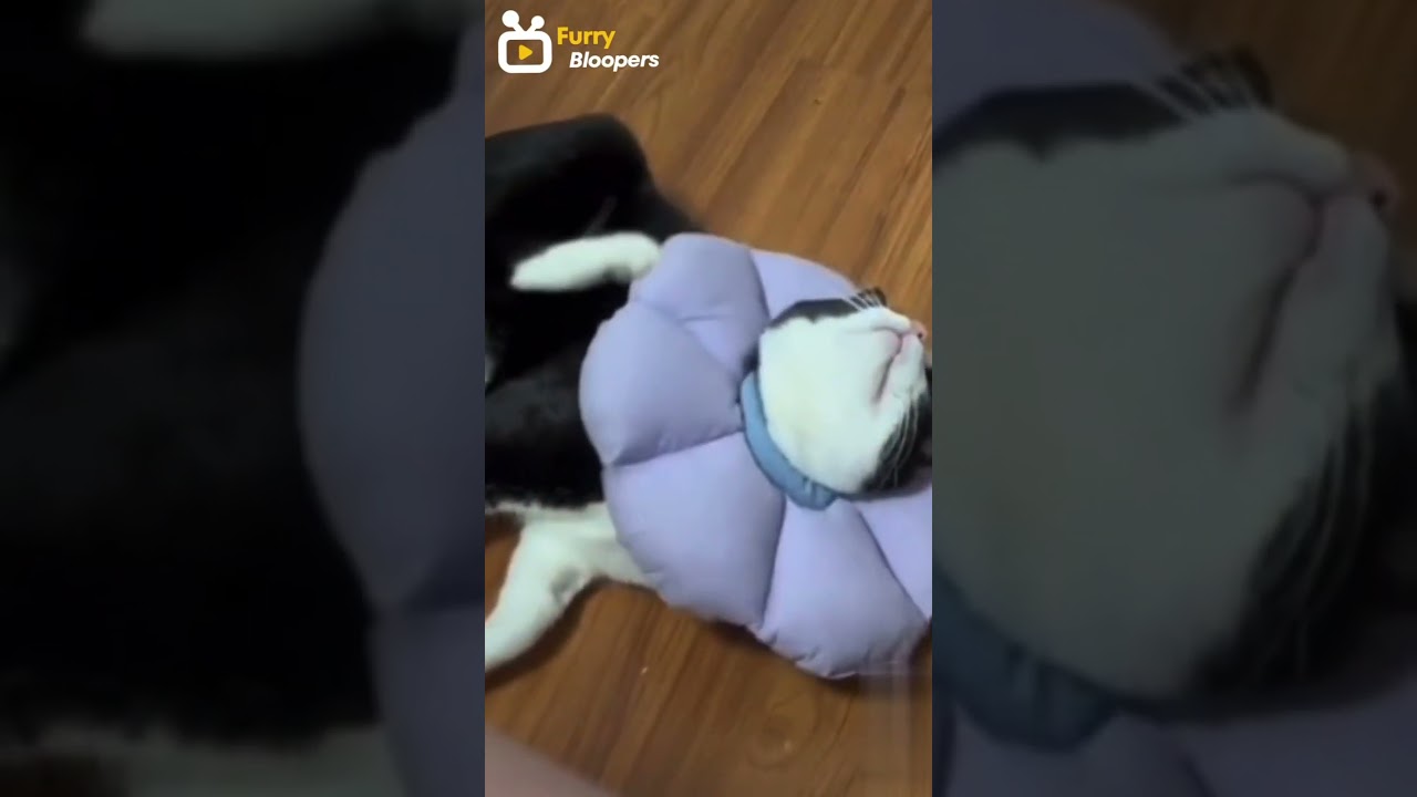 Laughing with Cats and Dogs Compilation 