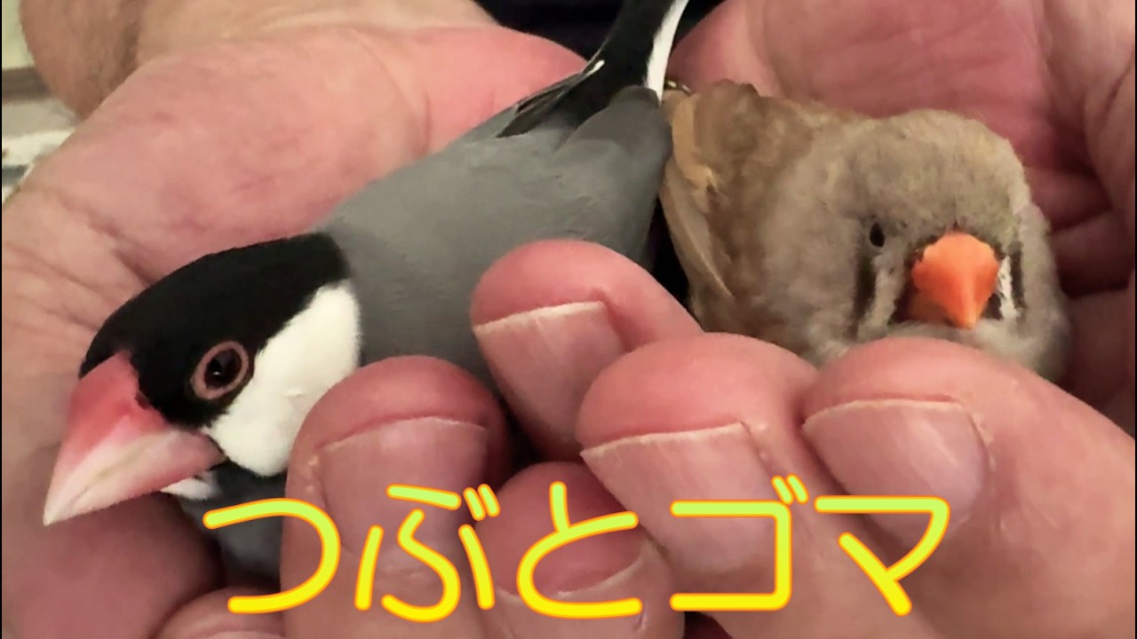 2026.8.31文鳥とキンカチョウが手の中で超密着 A Java sparrow and a