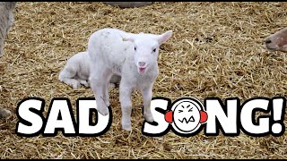 EWE have to hear this LAMB!!  | the WORST singing I've EVER heard.  | VLOGMAS 2021 | Vlog 530