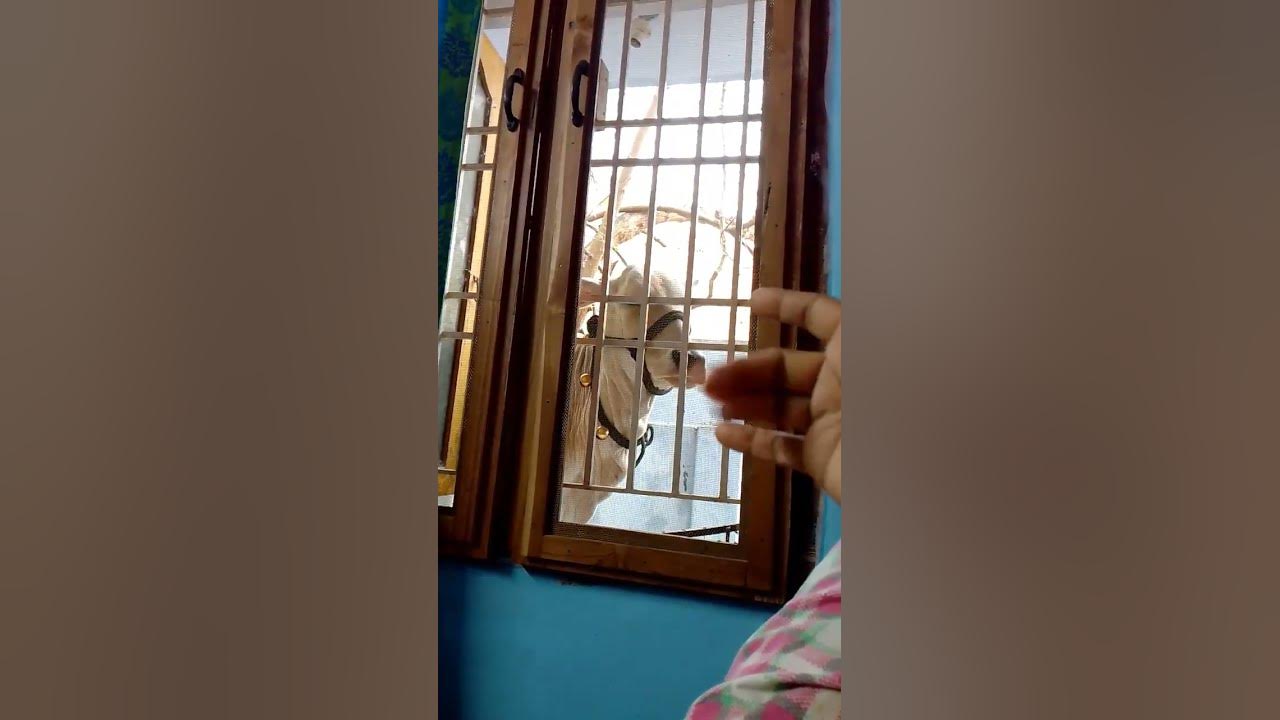 poo-nenu-aliganu-cute-expression-babycow-cutecalf-love-cowlove