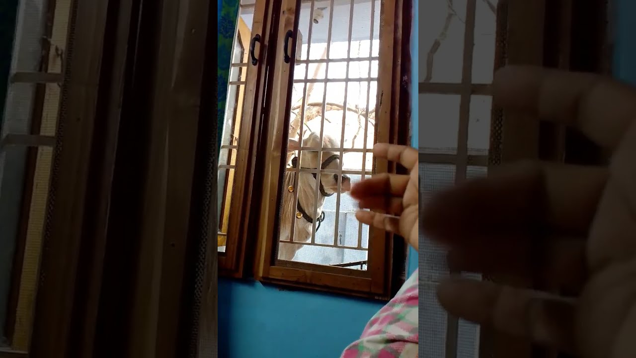 Poo Nenu Aliganu cute Expression babycow cutecalf love cowlove Poo Nenu Aliganu cute Expression babycow cutecalf love cowlove