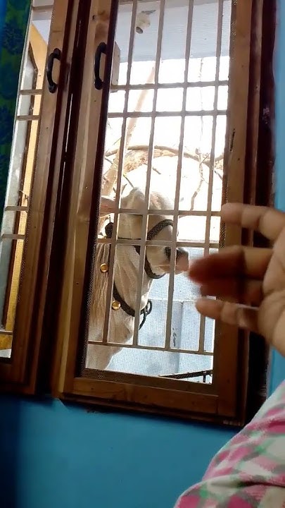 Poo Nenu Aliganu cute Expression babycow cutecalf love cowlove poo-nenu-aliganu-cute-expression-babycow-cutecalf-love-cowlove