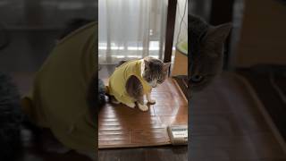 パツパツモアレさん