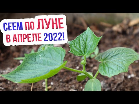 Лунный календарь посадок на апрель 2022.  Благоприятные дни для посадки в  апреле