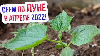 Лунный календарь посадок на апрель 2022. Благоприятные дни для посадки в апреле