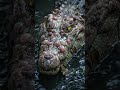 Mutant Crocodile Lurking In The River 🐊🧬#Mutant  #monster  #Horror  #Mystery #Viral #Fantasy #Creepy