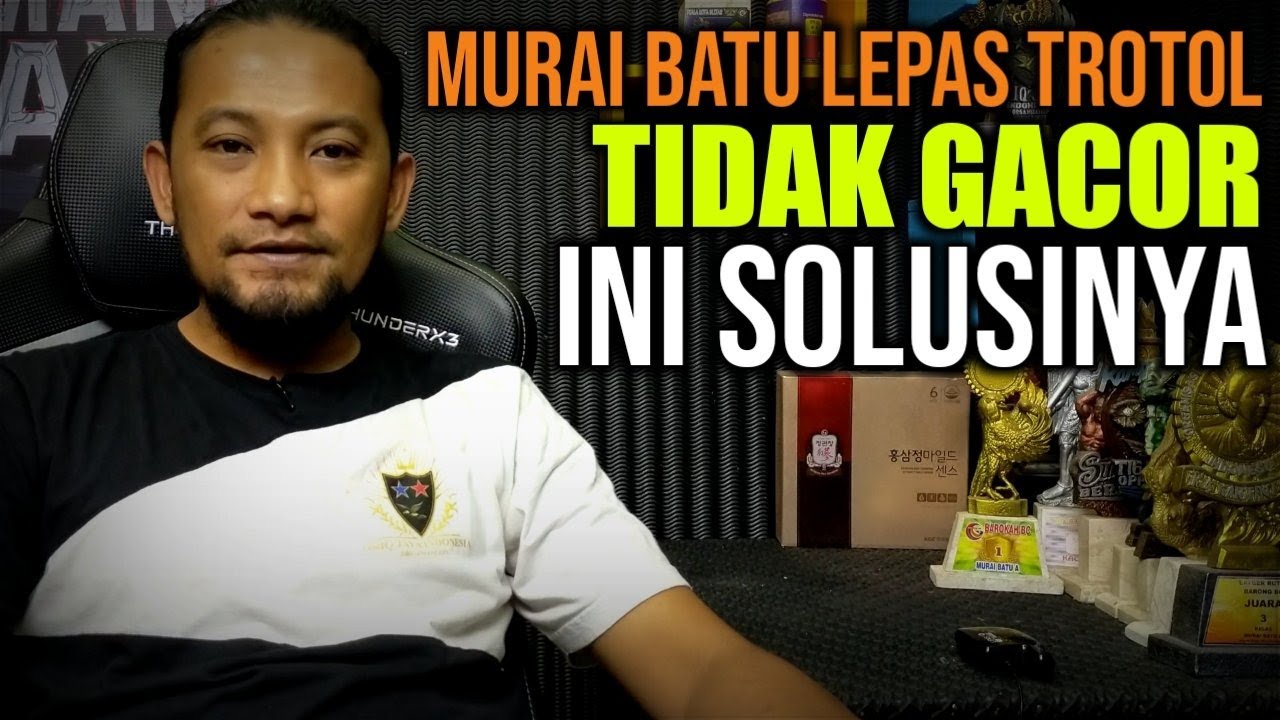 Pusing Murai Batu Lepas Trotol Tidak Gacor