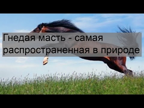 Видео: Какая предрасположенность самая распространенная?