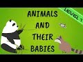 Animals and their babies english vocabulary