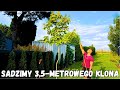 Sadzimy 3,5 - metrowego złocistego klona w ogrodzie | Robimy porządki w rabacie #klon #ogród #rabata