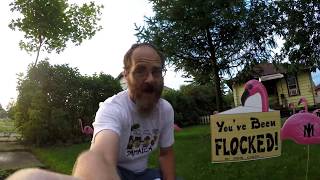 WE'VE BEEN FLOCKED BY PINK FLAMINGO'S? | Jason Asselin
