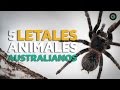 5 animales LETALES australianos