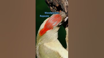 Cultivate Consistency like a Woodpecker #blueshadowvibes #motivation #discipline #success