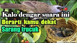 Suara burung trucuk yang lagi ada anak/sarangnya di sekitar kita.100% akurat