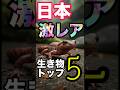 見つけたら奇跡！？日本の激レア生物ランキングTOP5#動物雑学 #生き物 #雑学
