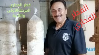 فطر المحاري ، المرحلة الأولى والثانية . Oyster mushrooms . @Rawabina22