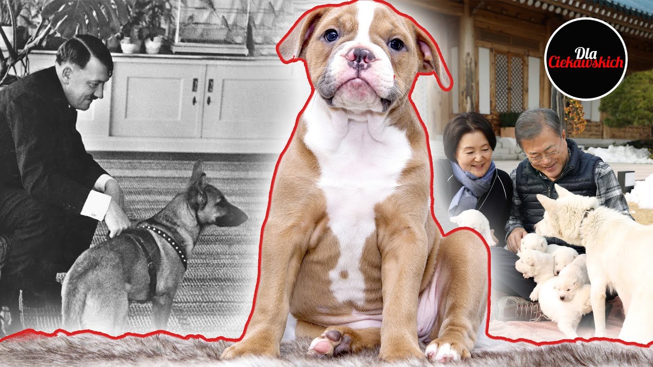 filmyfy Korea i prezydenckie psy