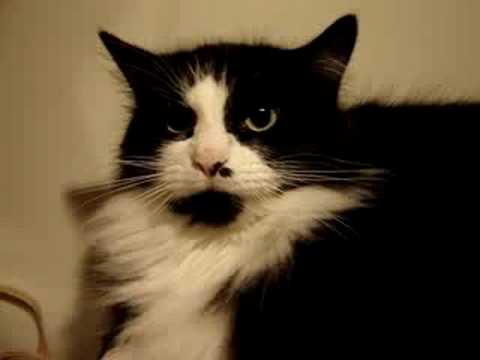 Mean Cat - YouTube