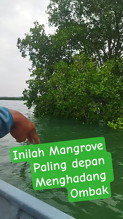 Mangrove trees form the front barrier against waves