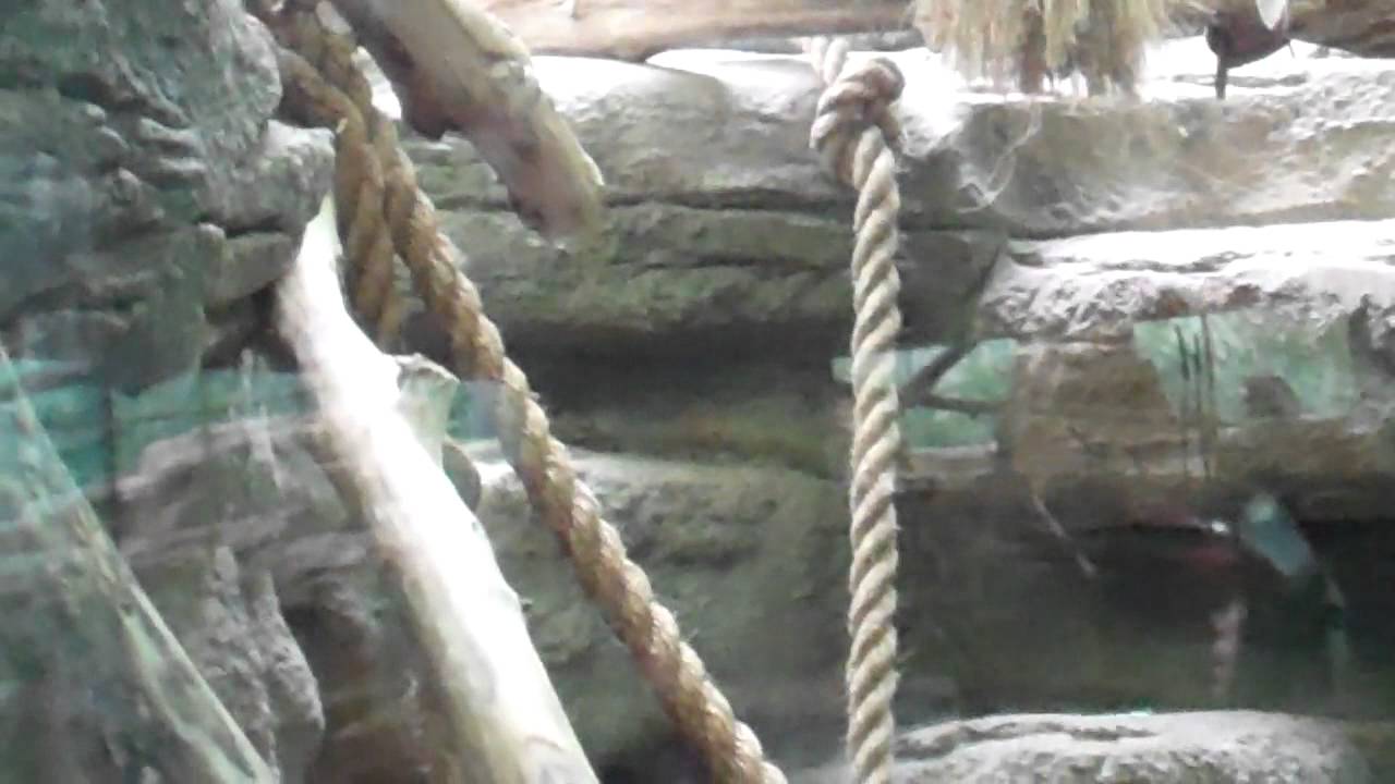 St. Louis Zoo Primate House - YouTube