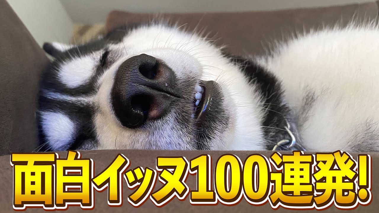 【匂いと違う？！→きゅうりやんけw】ツッコミどころ満載な面白イッヌ100連発！【爆笑イッヌ100連発】