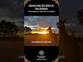 Journey Into The Outback | A Soundscape Experience (Teaser)