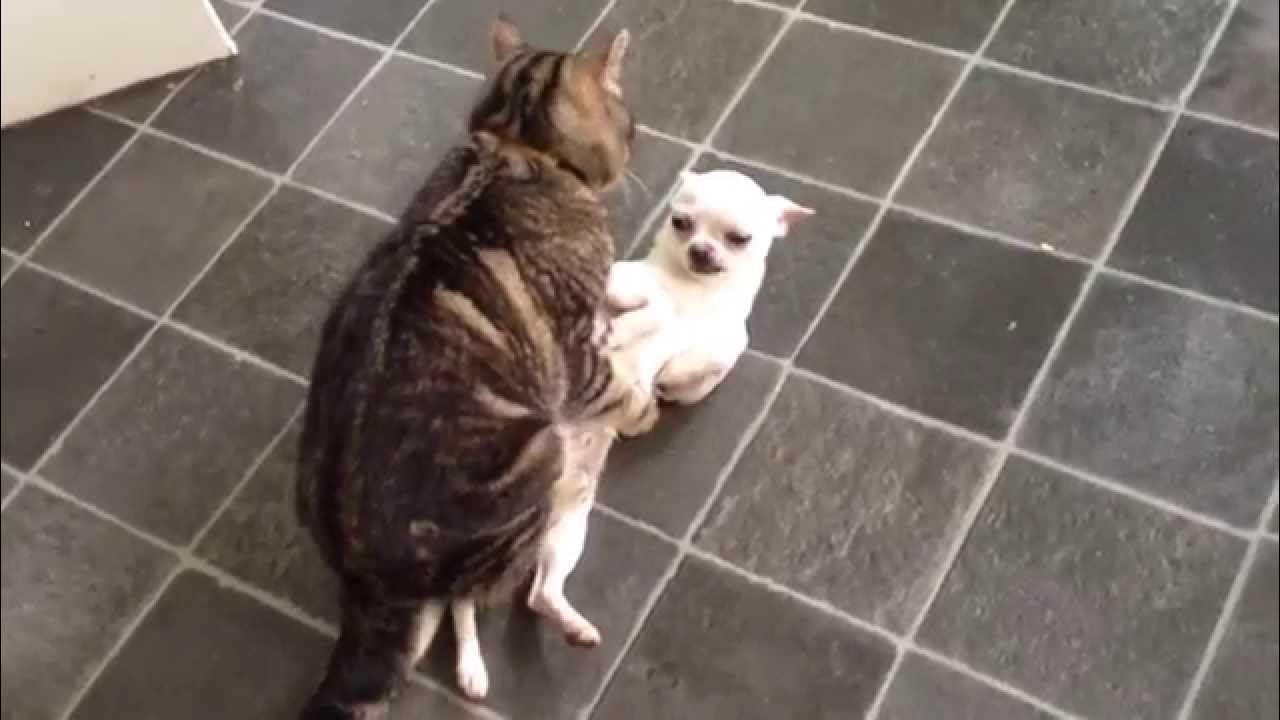 Кошка квадрокоптер. Кот подтягивается. Котик в штанишках. Кот с натянутыми ушами. Чихуахуа и кошка.