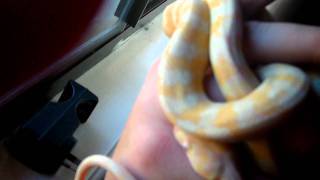 Albino Darwin python (Maryjane)