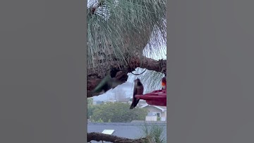 Watch Hummingbirds PARTY - Fresh Homemade Nectar