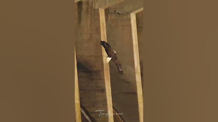 Peregrine Falcon (The Fastest Bird on Earth) VS. The Mighty Bald Eagle #baldeagle #peregrinefalcon