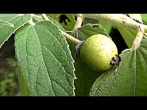 Video: Panama Berry Plant Info – Lär dig hur man odlar Panama-bär