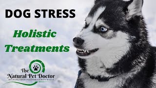 Holistic Remedies for Dog Stress with The Natural Pet Doctor