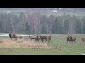 Niesamowity widok chmara jeleni byków biegnie w moją stronę