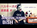 BiSHの新曲「ZENSHiN ZENREi」をいち早く弾いてみた清掃員のハスキー犬ギタリスト #BiSH    #BiSHZENSiNZENREi  #レンアイ漫画家