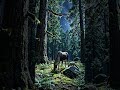 🌙 A Forest So Beautiful It Doesn't Feel Real 🌲✨ #shorts