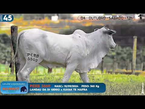 LOTE 45   PERB 5569