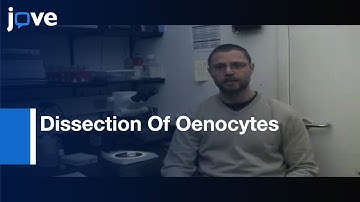Dissection Of Oenocytes From Adult Drosophila melanogaster l Protocol Preview
