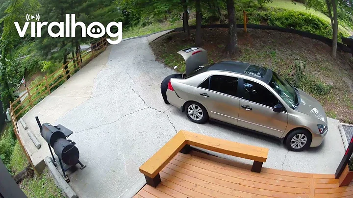 Black Bear Digs Through Unlocked Trunk || ViralHog