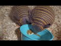 Zoo Celebrates First Screaming Hairy Armadillo Pup Births Since 2018