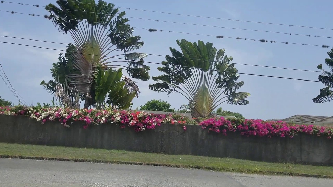 Driving through Cherry Gardens | St Andrew | Jamaica