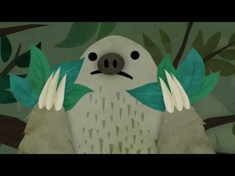 A Sloths Life Cycle A Sloths Life Cycle