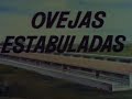 Ovejas estabuladas. 1965